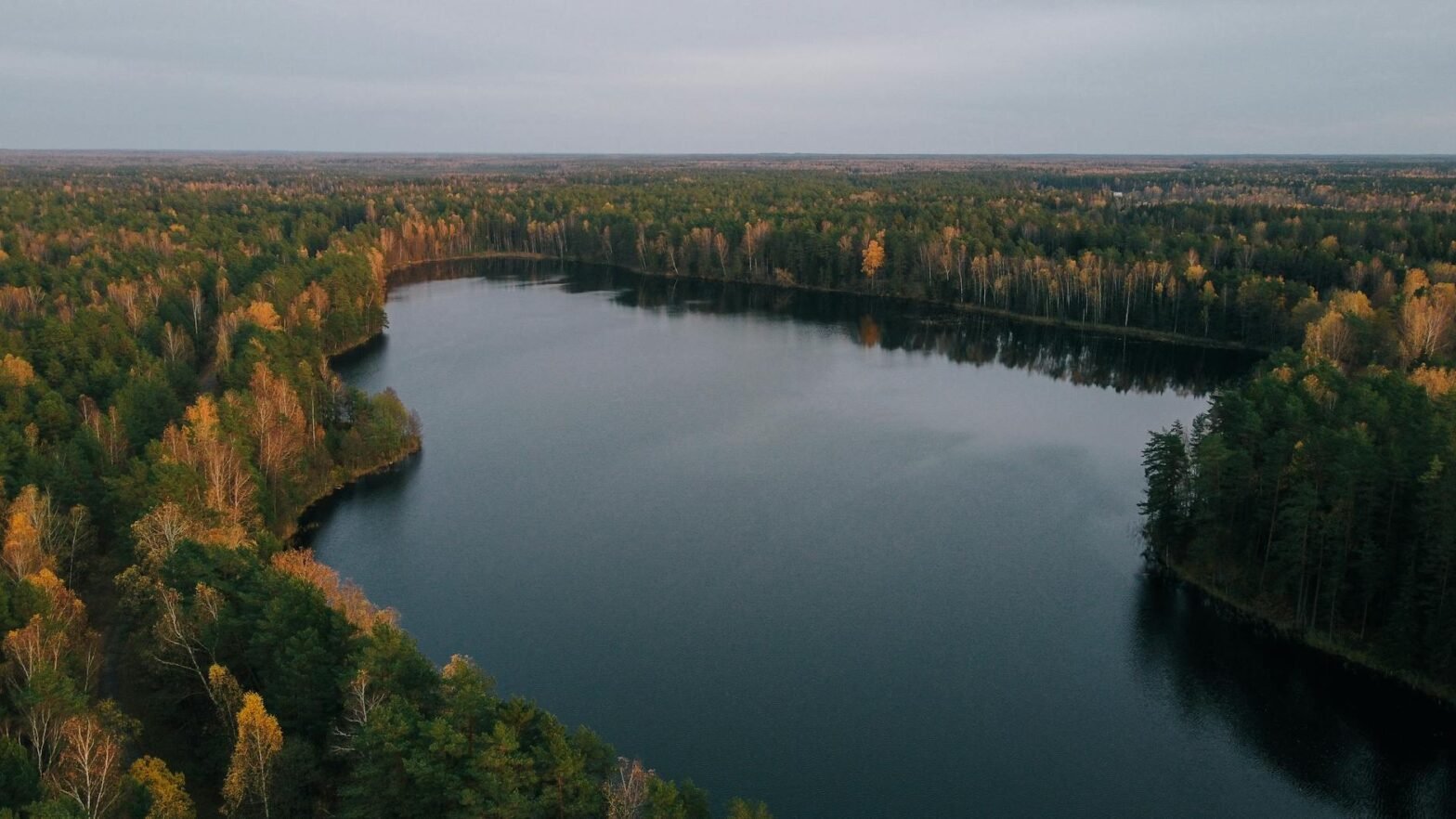 a forest near the body of water