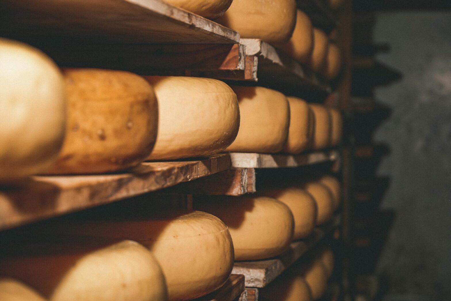 traditional cheese wheels aging on wooden shelves